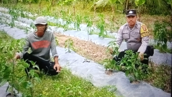 Polsek Mariana Dorong Warga Cinta Manis Lama Manfaatkan Pekarangan untuk Ketahanan Pangan