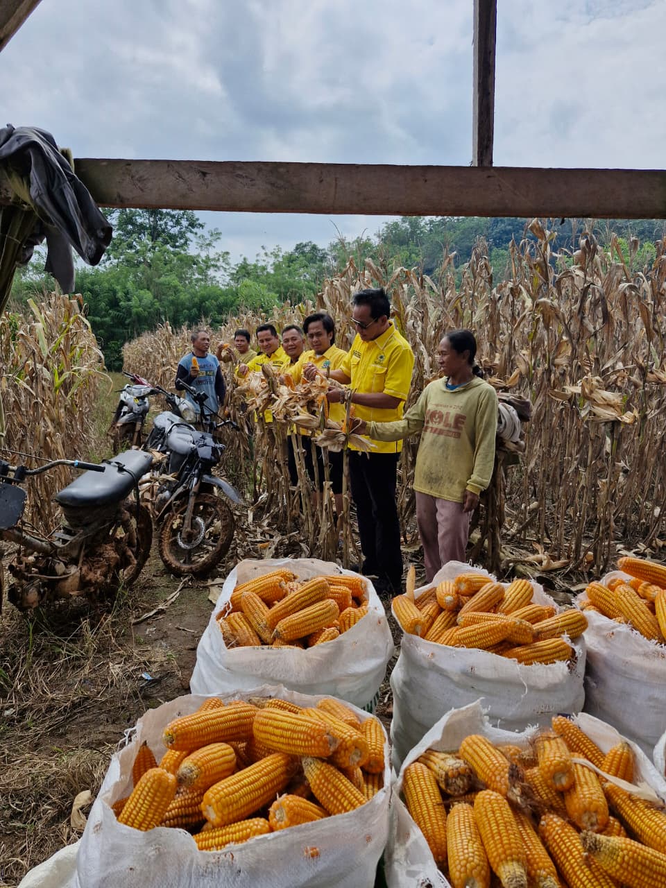 Ketua Golkar Way Kanan Darlian Pone Hadiri Panen Raya Jagung di Baradatu