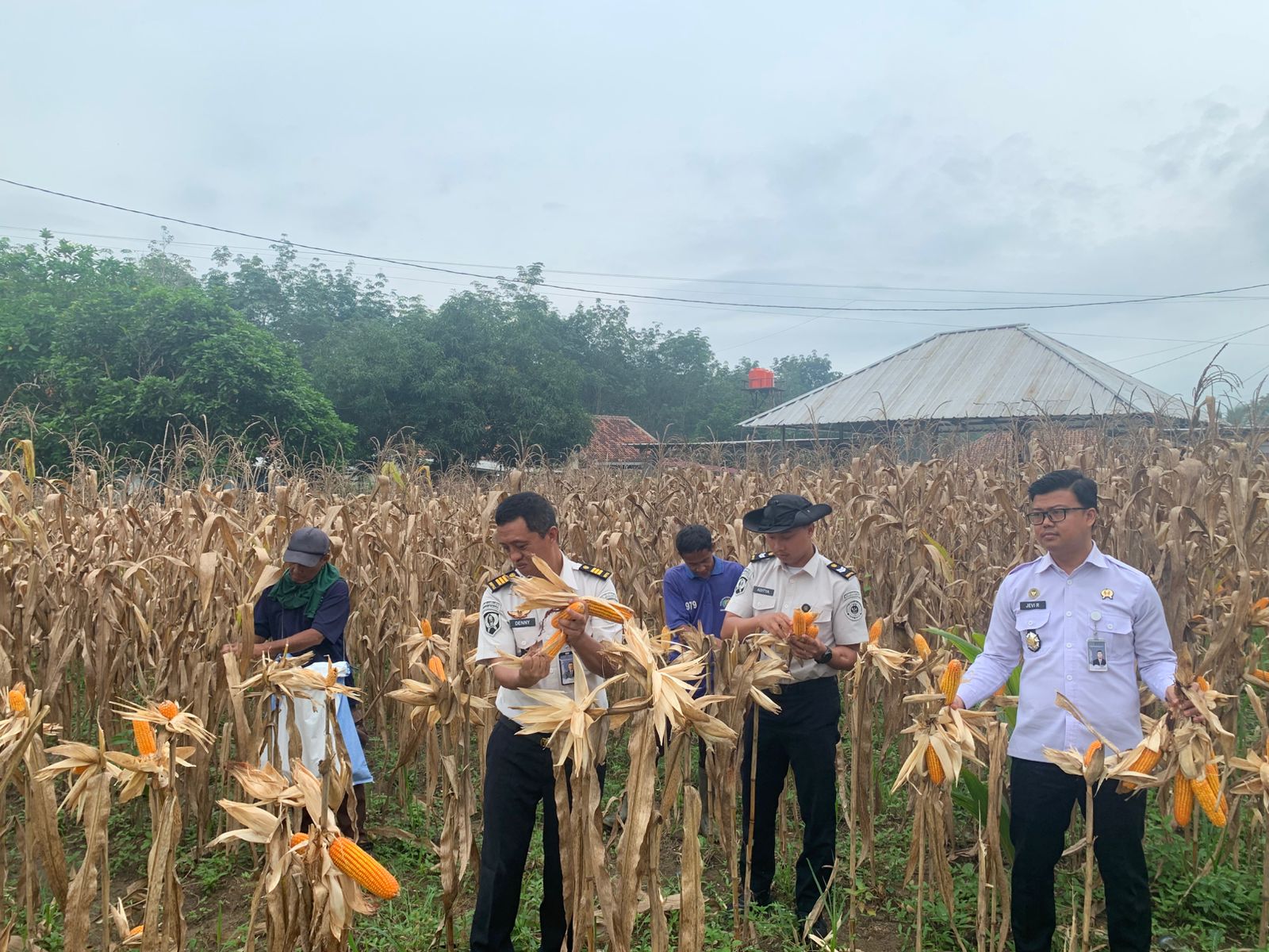 Wujudkan Pemasyarakatan Produktif, Warga Binaan Lapas Way Kanan Panen Raya Jagung