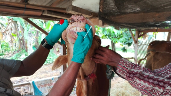 Jelang Iduladha 2026, Lampung Percepat Vaksinasi PMK dan Edukasi Peternak