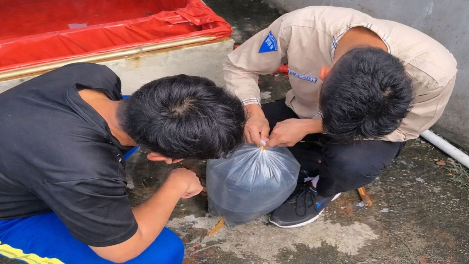 Kolam Ilmu di Sekolah: Kisah Seru Budidaya Lele