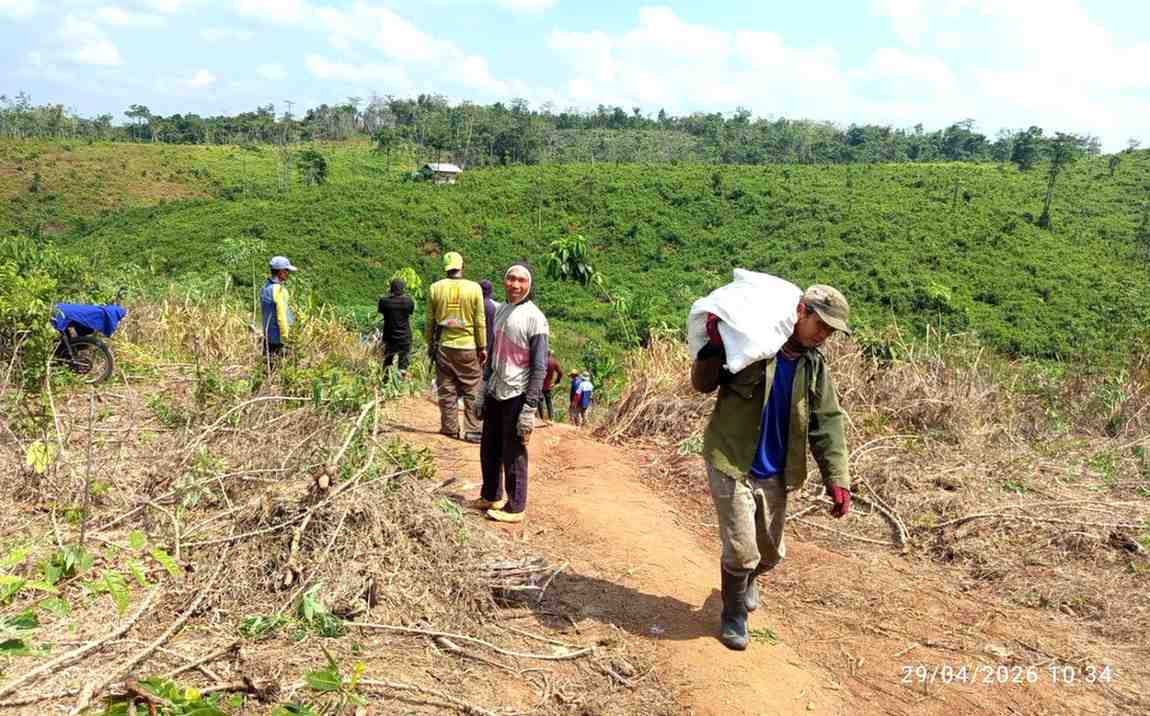 Panen Singkong untuk Umat, LDII Way Kanan Galang Dana Pembangunan Lewat Gotong Royong