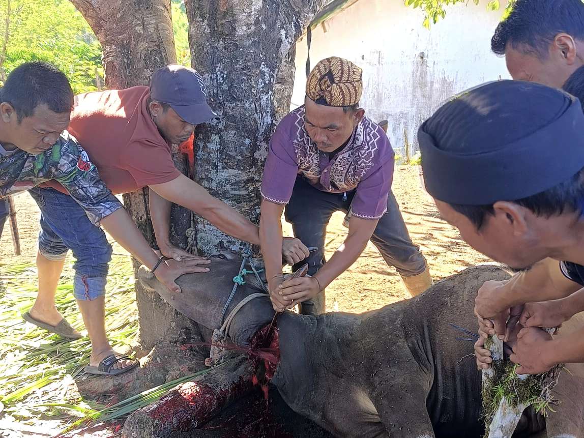 Lewat Program Tabur Gizi, BAZNAS Sumsel Salurkan Tiga Sapi Kurban untuk Mustahik