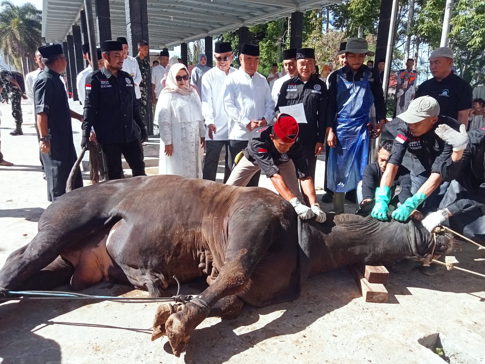 Kurban 7 Sapi dan 28 Kambing, Pemkab Tanggamus Salurkan Daging ke Panti Asuhan
