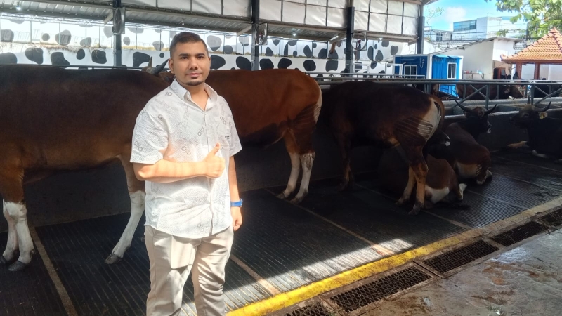 Jelang Idul Adha 2026, Stok Sapi Bali di Demang Farm Palembang Menipis