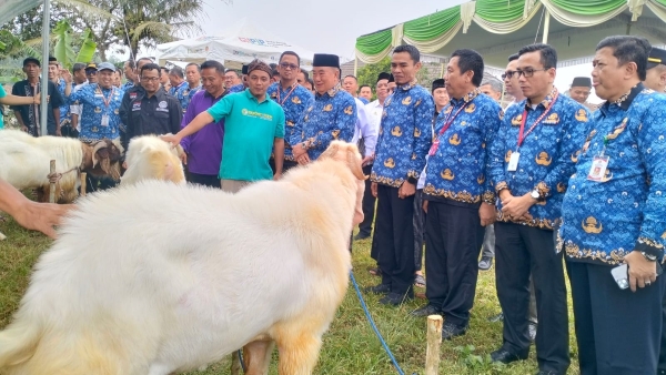 Ribuan Ternak Terjual, Bazar Hewan Qurban Tanggamus Diserbu Pembeli