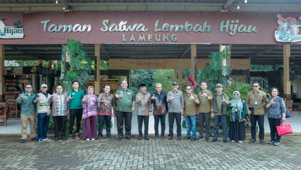Dua Anak Harimau Sumatera Lahir di Lampung, Gubernur Mirza Tekankan Pentingnya Konservasi