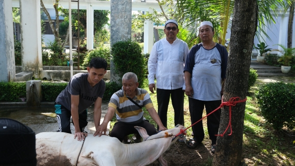 Momentum Idul Adha, PLN NP UP Bandar Lampung Salurkan Hewan Qurban untuk Masyarakat