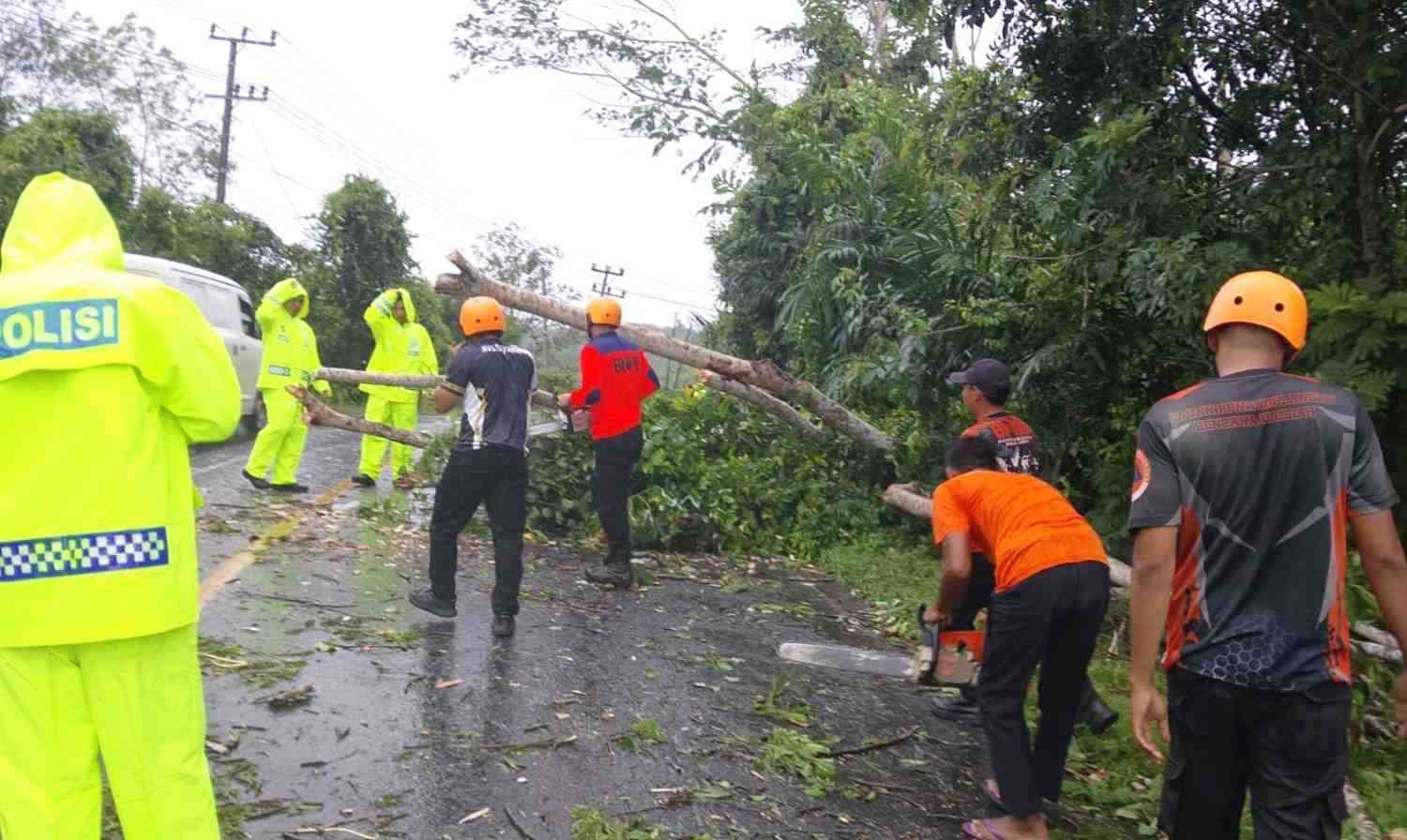 BPBD Way Kanan Gerak Cepat Evakuasi Pohon Tumbang di Jalinsum