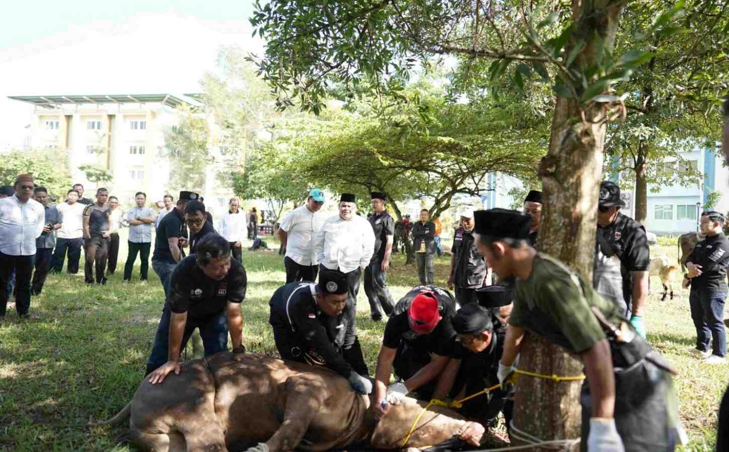 UIN Raden Intan Lampung Sembelih 19 Hewan Kurban, Daging Dibagikan ke Masyarakat