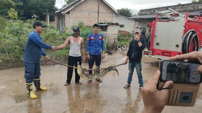Buaya Diamankan Warga di Wonokerto, Damkarmat Tubaba Lakukan Evakuasi