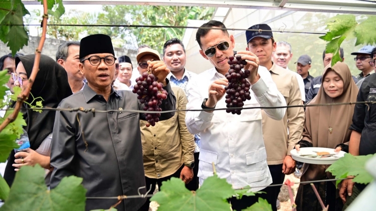 Mendes PDT Yandri Susanto Hadiri Panen Perdana Anggur BUMDes Merak Berseri